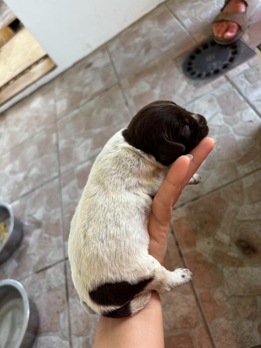 CHIOT 3 - Griffon d'arrêt à poil dur Korthals