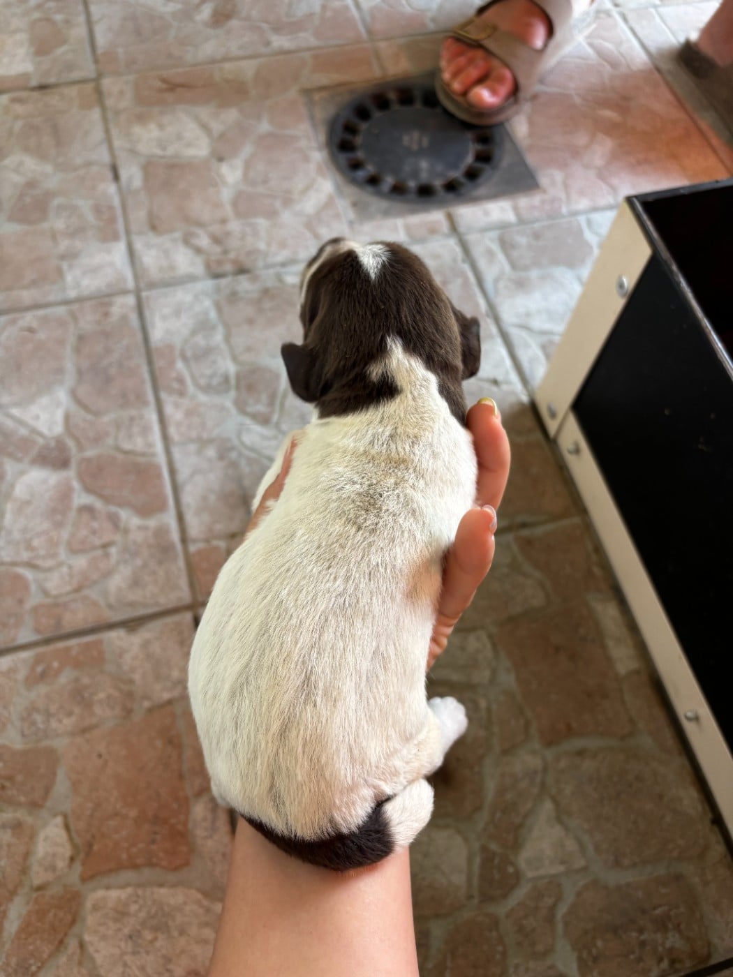 CHIOT 4 - Griffon d'arrêt à poil dur Korthals