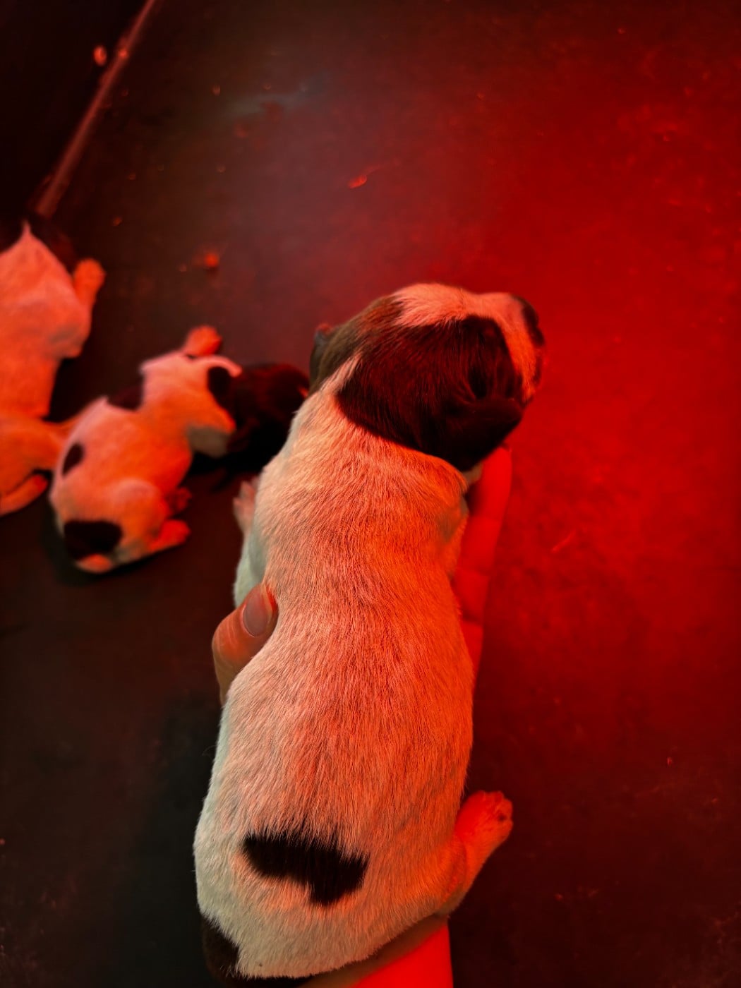 CHIOT 8 - Griffon d'arrêt à poil dur Korthals