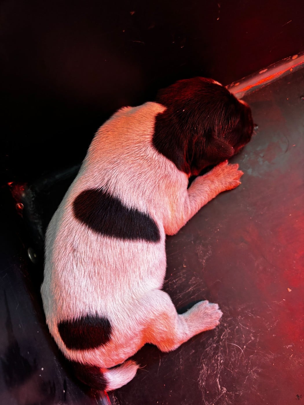 CHIOT 9 - Griffon d'arrêt à poil dur Korthals