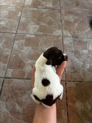 Les chiots de Griffon d'arrêt à poil dur Korthals