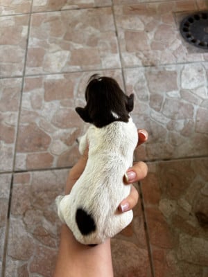 Les chiots de Griffon d'arrêt à poil dur Korthals