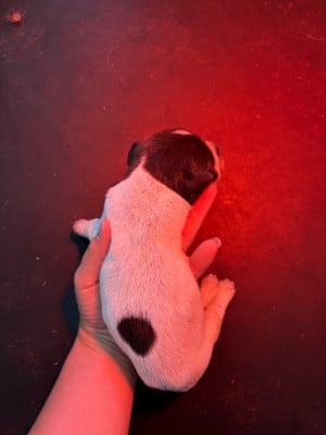 Les chiots de Griffon d'arrêt à poil dur Korthals