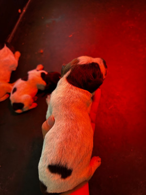 Les chiots de Griffon d'arrêt à poil dur Korthals