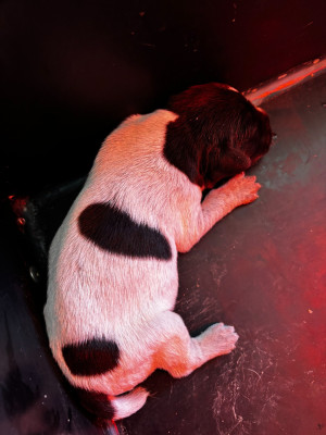 Les chiots de Griffon d'arrêt à poil dur Korthals