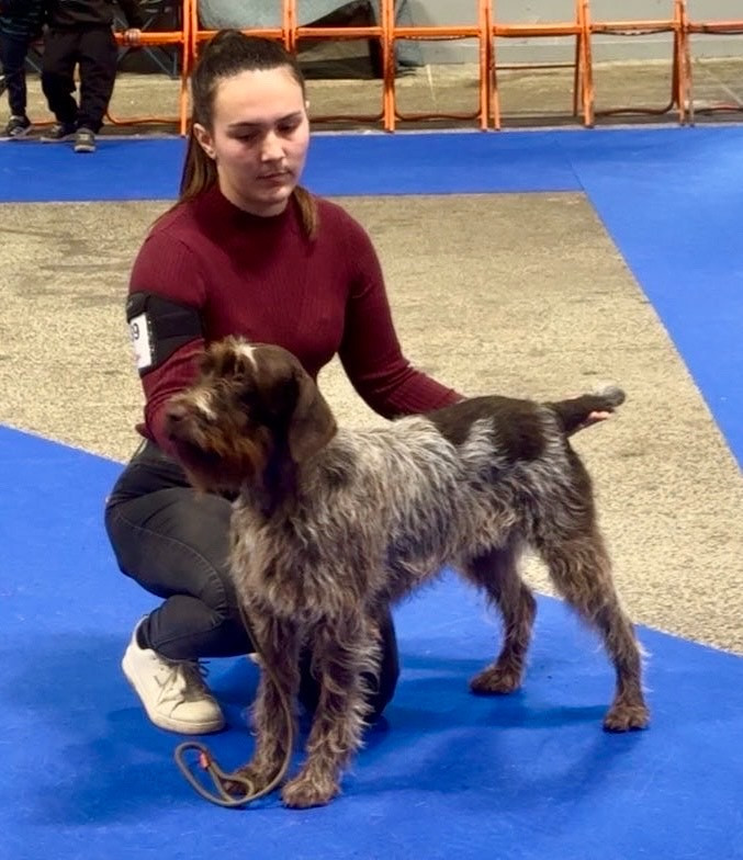 Ruby du roi morvan - RCACS / RCACIB