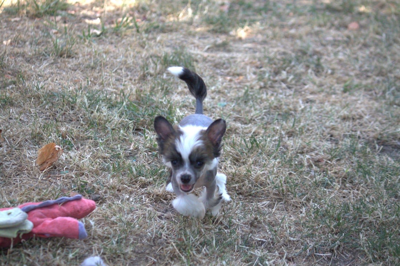 BISCUIT