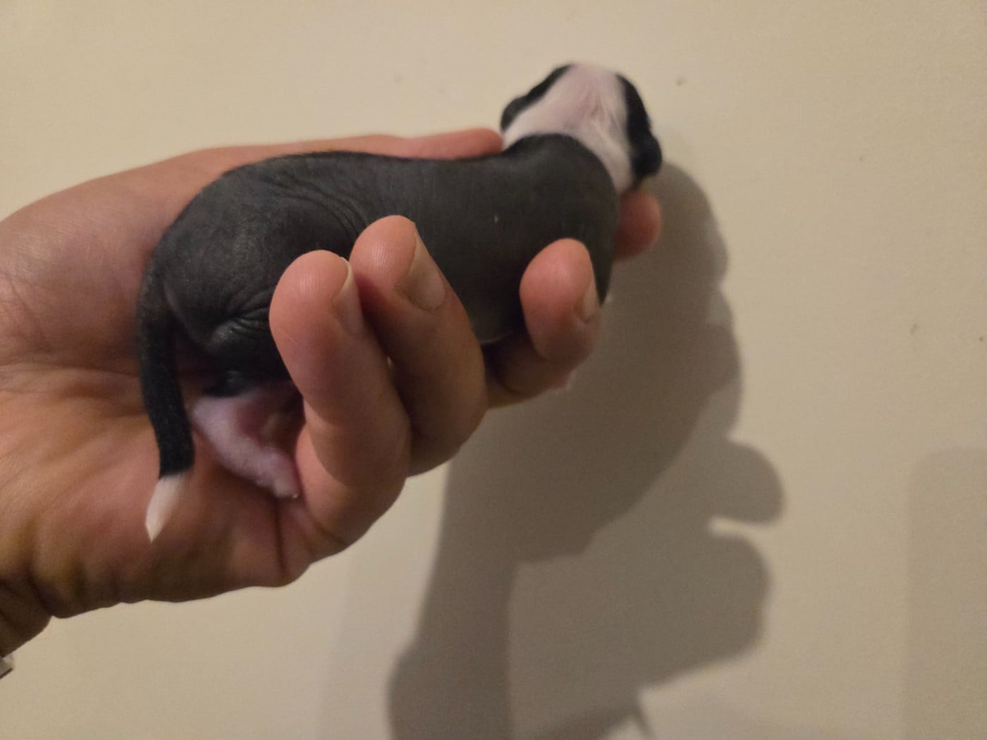 BISCUIT