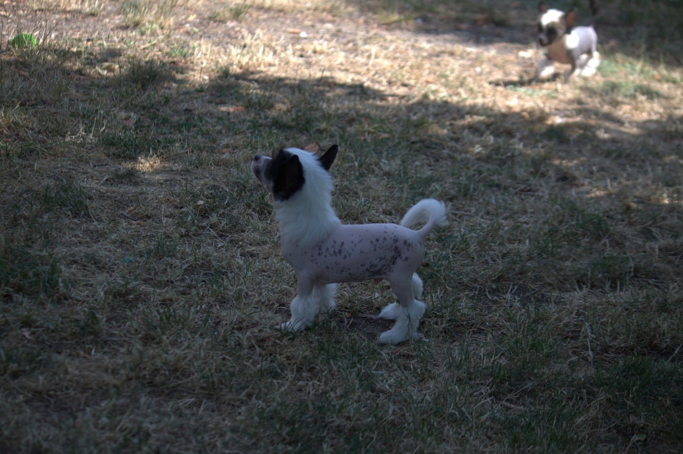 BENJI