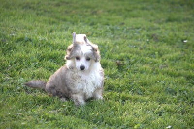 Les chiots de Chien chinois à crête