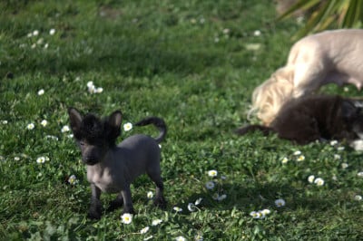 MOON HARBOUR ARWEN - Chien chinois à crête