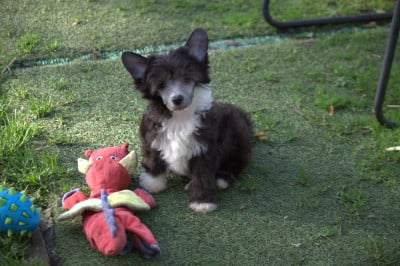 Les chiots de Chien chinois à crête