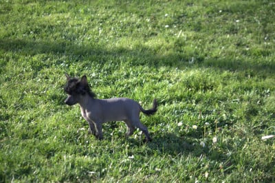 Les chiots de Chien chinois à crête
