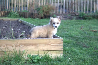 Les chiots de Chien chinois à crête