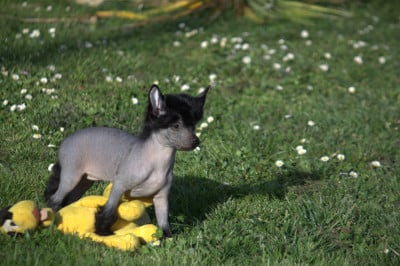 Les chiots de Chien chinois à crête