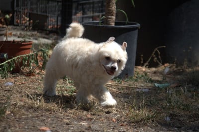 Les chiots de Chien chinois à crête