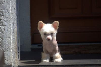 Les chiots de Chien chinois à crête