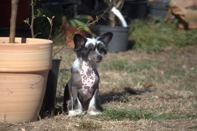 Les chiots de Chien chinois à crête