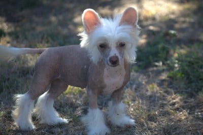 Les chiots de Chien chinois à crête