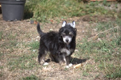 Chien chinois à crête