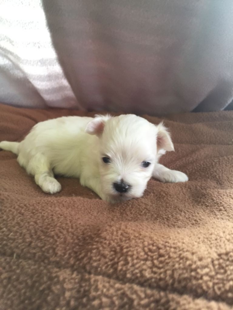 Orton - Bichon maltais