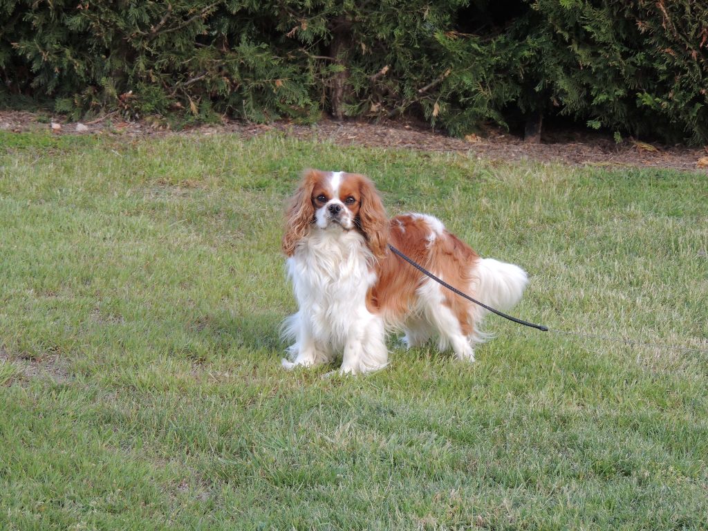 Elevage Canin Du Moulin De La Terrasse