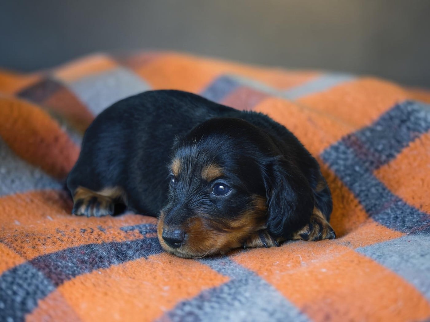 BENJI