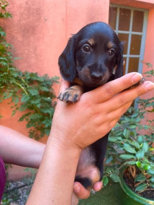Les chiots de Teckel poil long