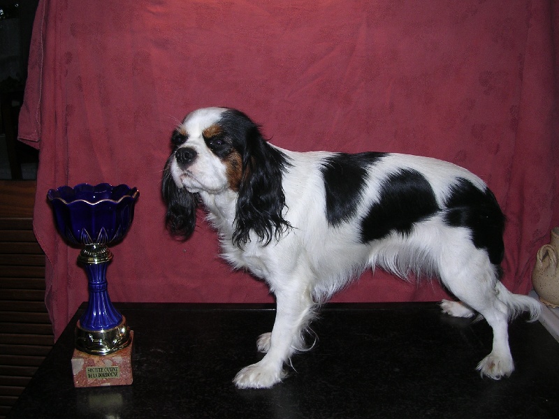 Publication : du Domaine des Sires de Pons Auteur : Geay Bernard