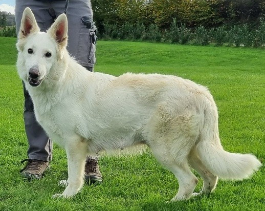 Publication : des hirondelles du voyage