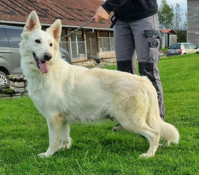 Publication : des hirondelles du voyage