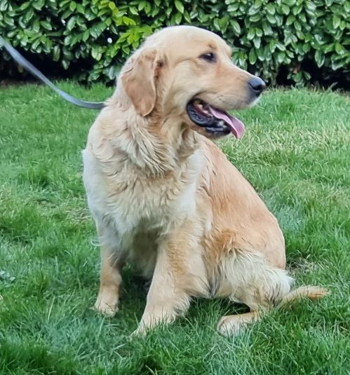 Publication : des hirondelles du voyage