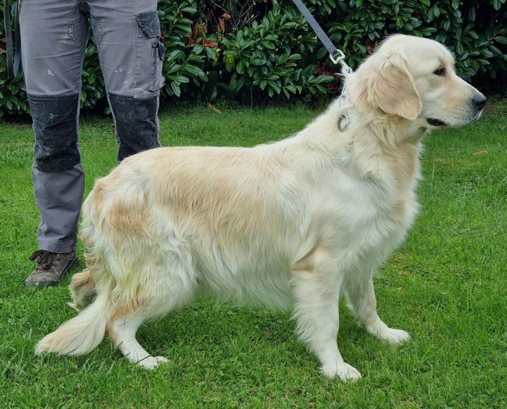 Uliana des hirondelles du voyage