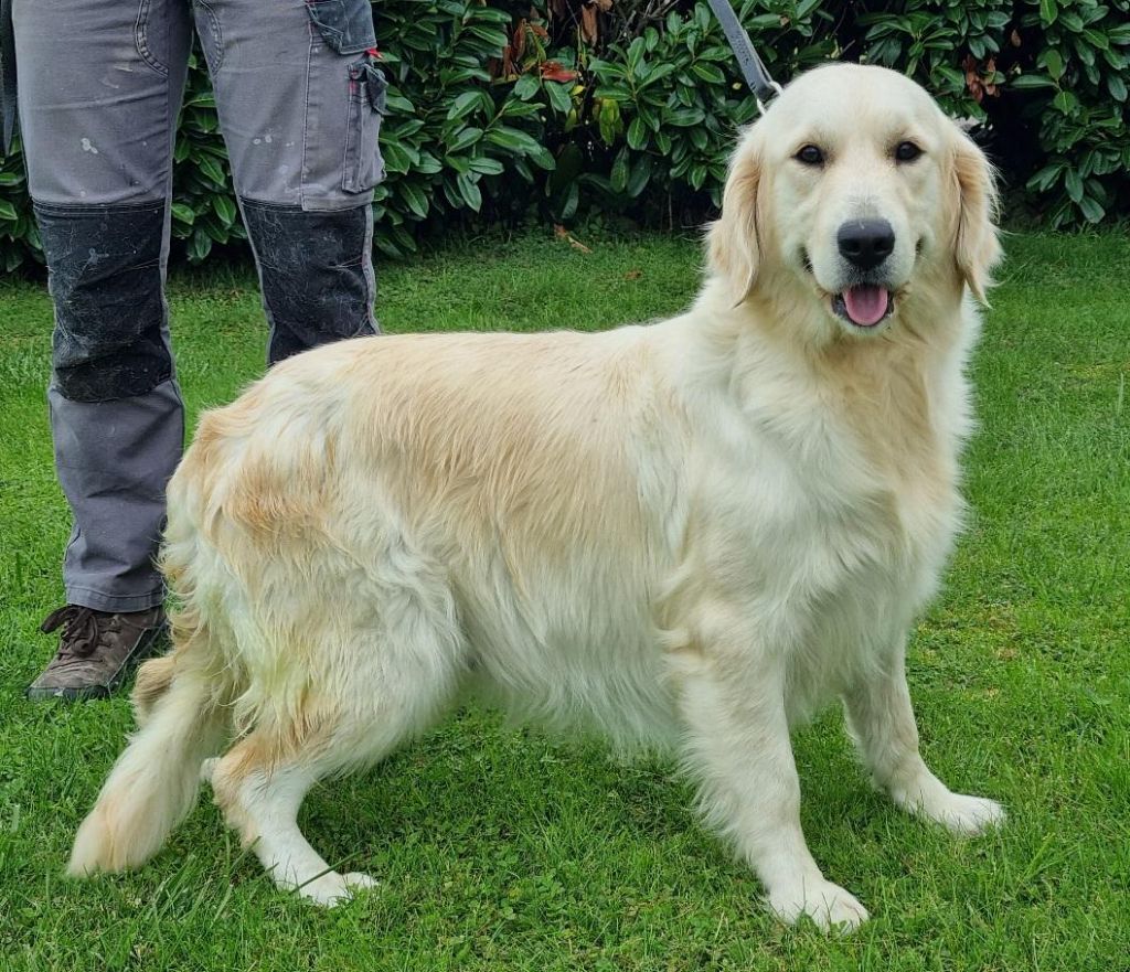 Uliana des hirondelles du voyage