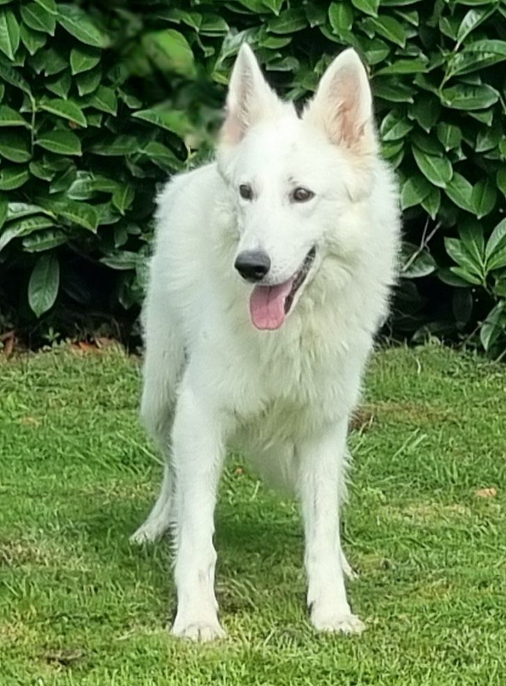 Satin des hirondelles du voyage