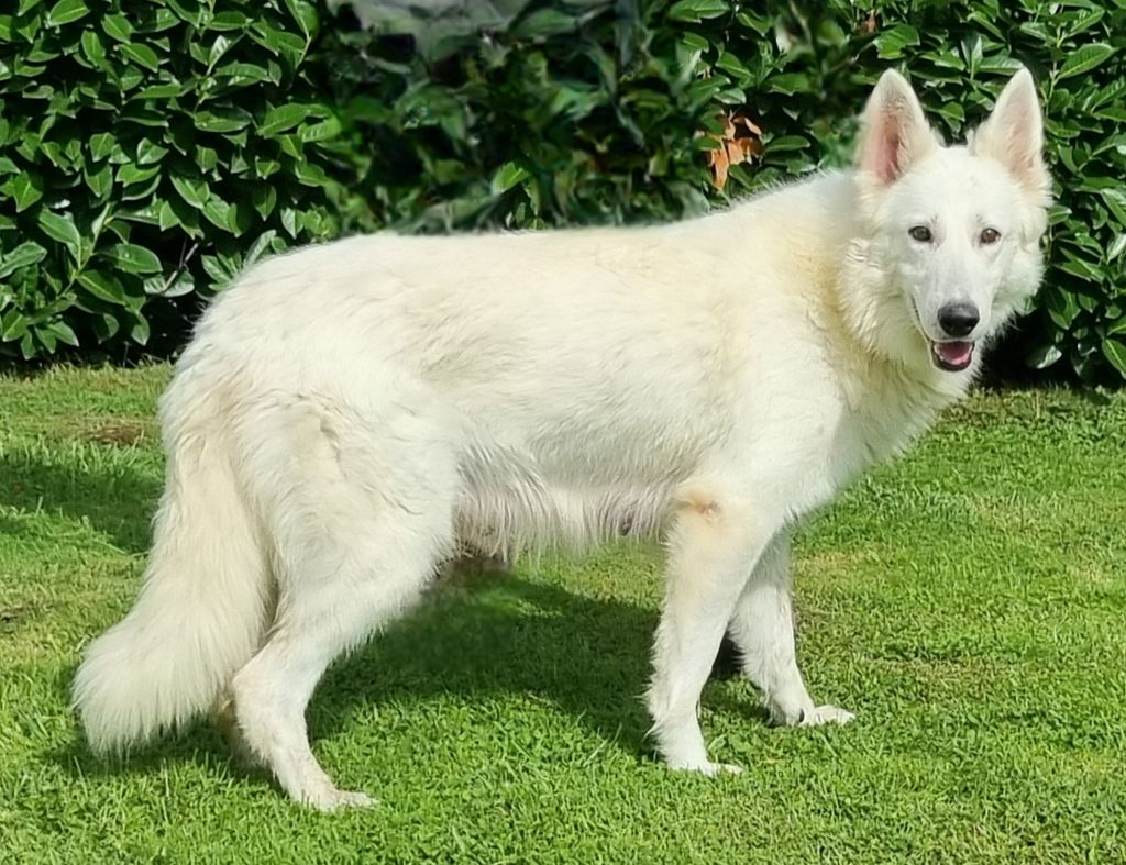 Satin des hirondelles du voyage