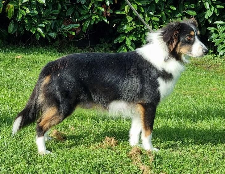 Vivi d'albasta (Sans Affixe)