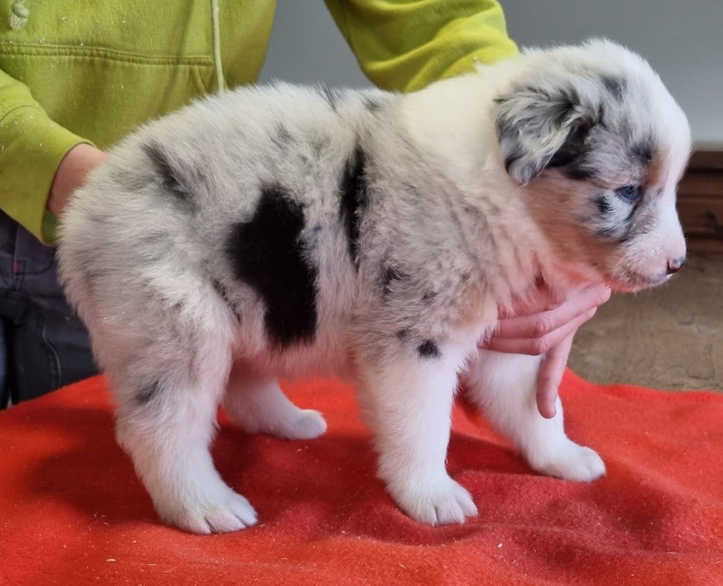 Berger Australien - des hirondelles du voyage