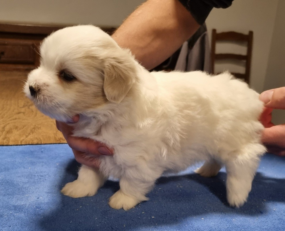 Coton de Tulear - des hirondelles du voyage