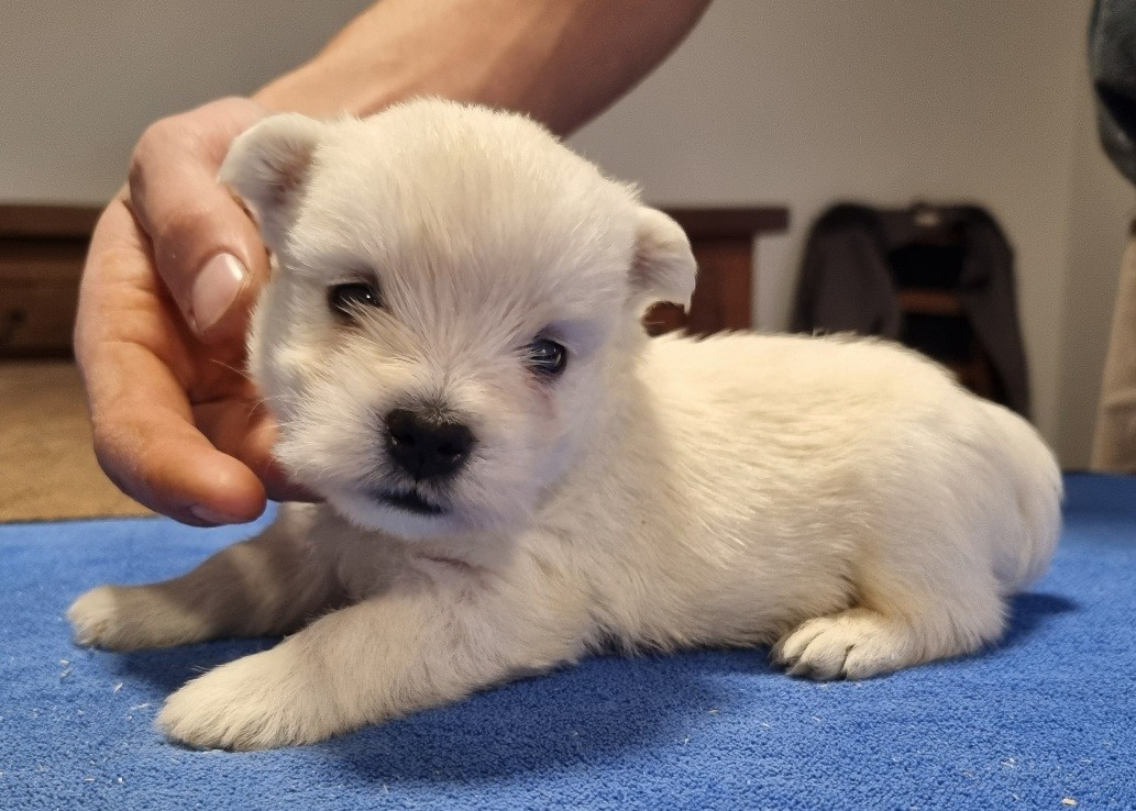 West Highland White Terrier - des hirondelles du voyage