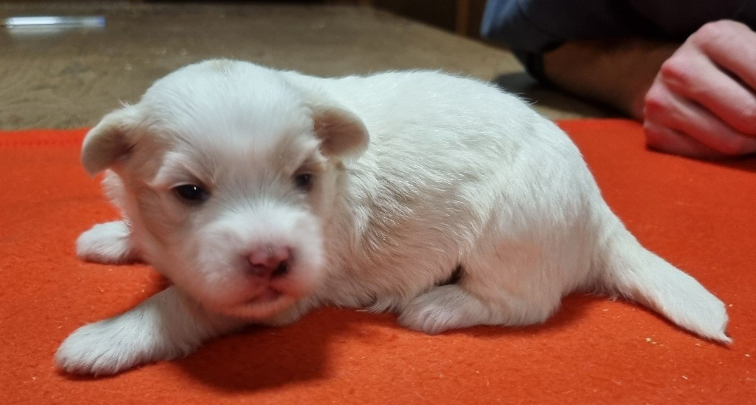 Coton de Tulear - des hirondelles du voyage