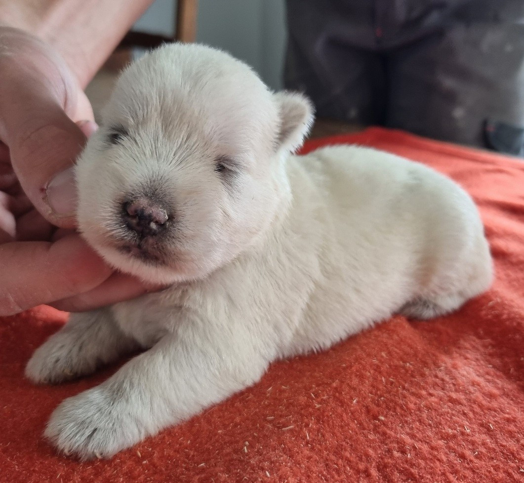 West Highland White Terrier - des hirondelles du voyage