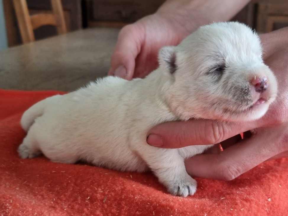 West Highland White Terrier - des hirondelles du voyage