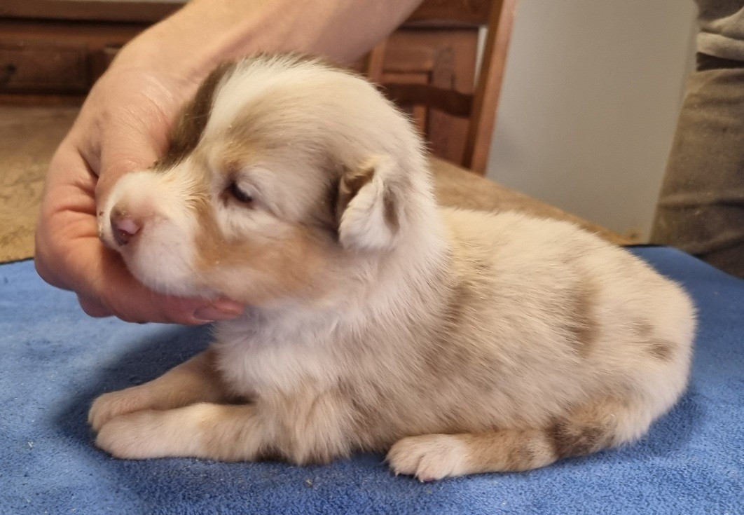 Berger Américain Miniature  - des hirondelles du voyage