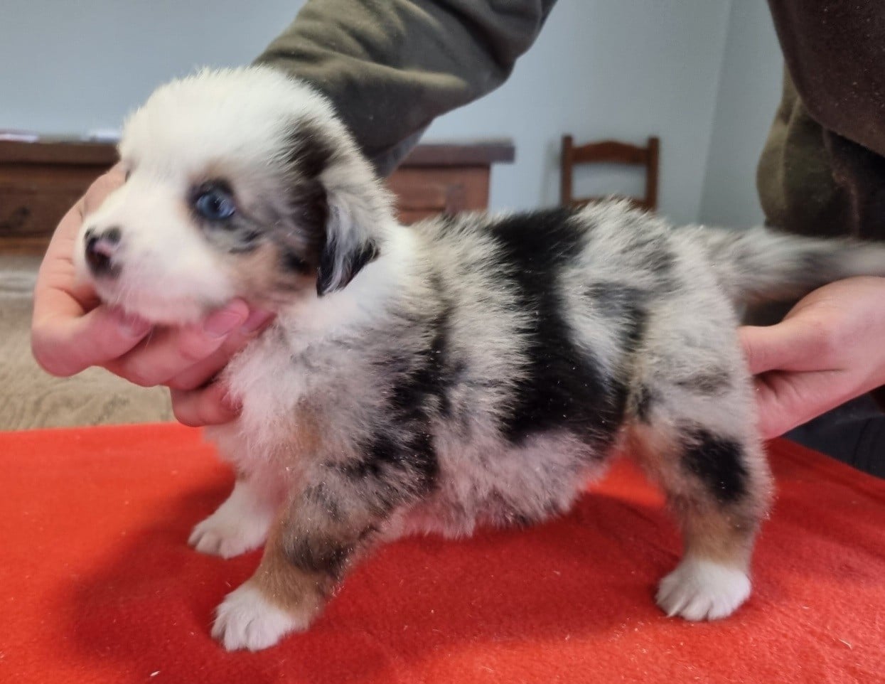 Berger Américain Miniature  - des hirondelles du voyage