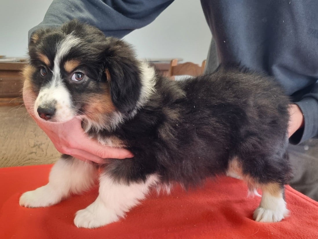 Berger Américain Miniature  - des hirondelles du voyage