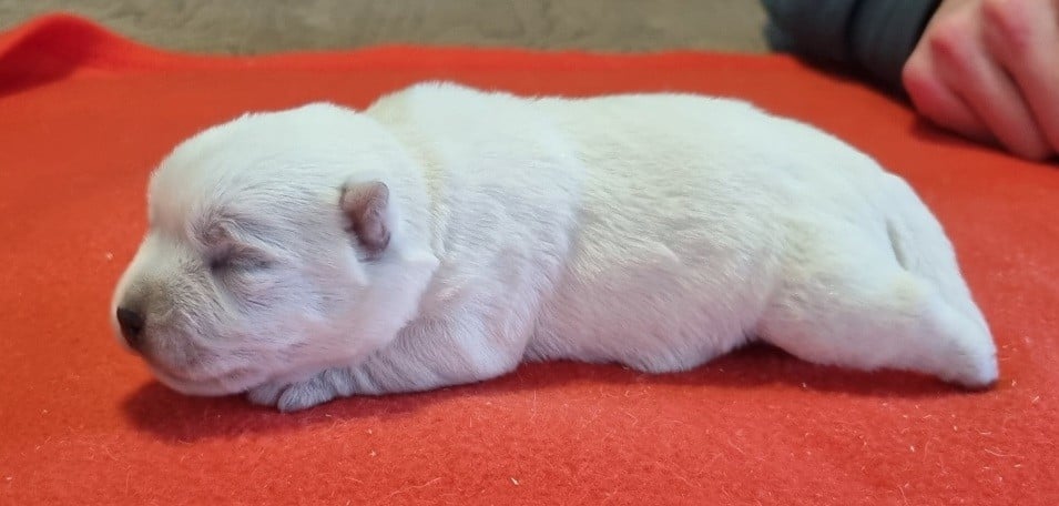 West Highland White Terrier - des hirondelles du voyage