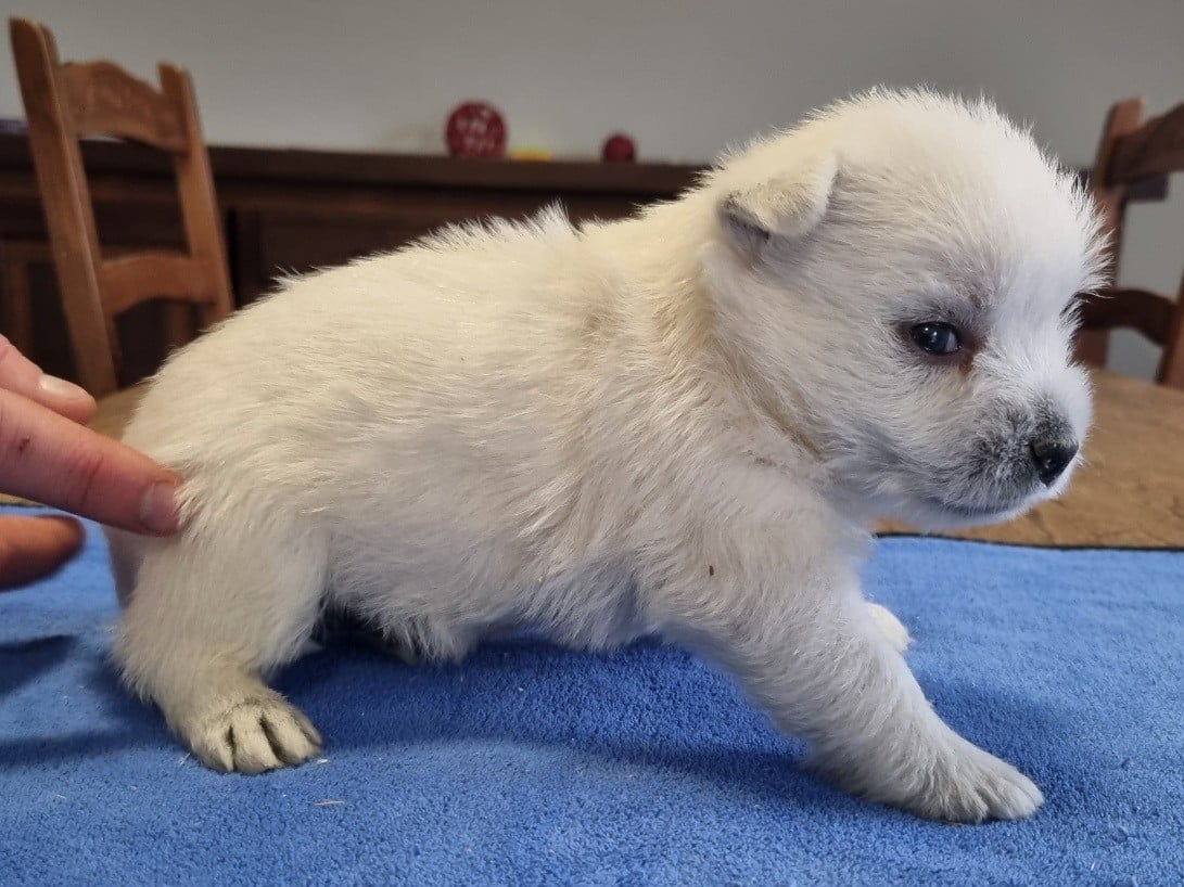 West Highland White Terrier - des hirondelles du voyage