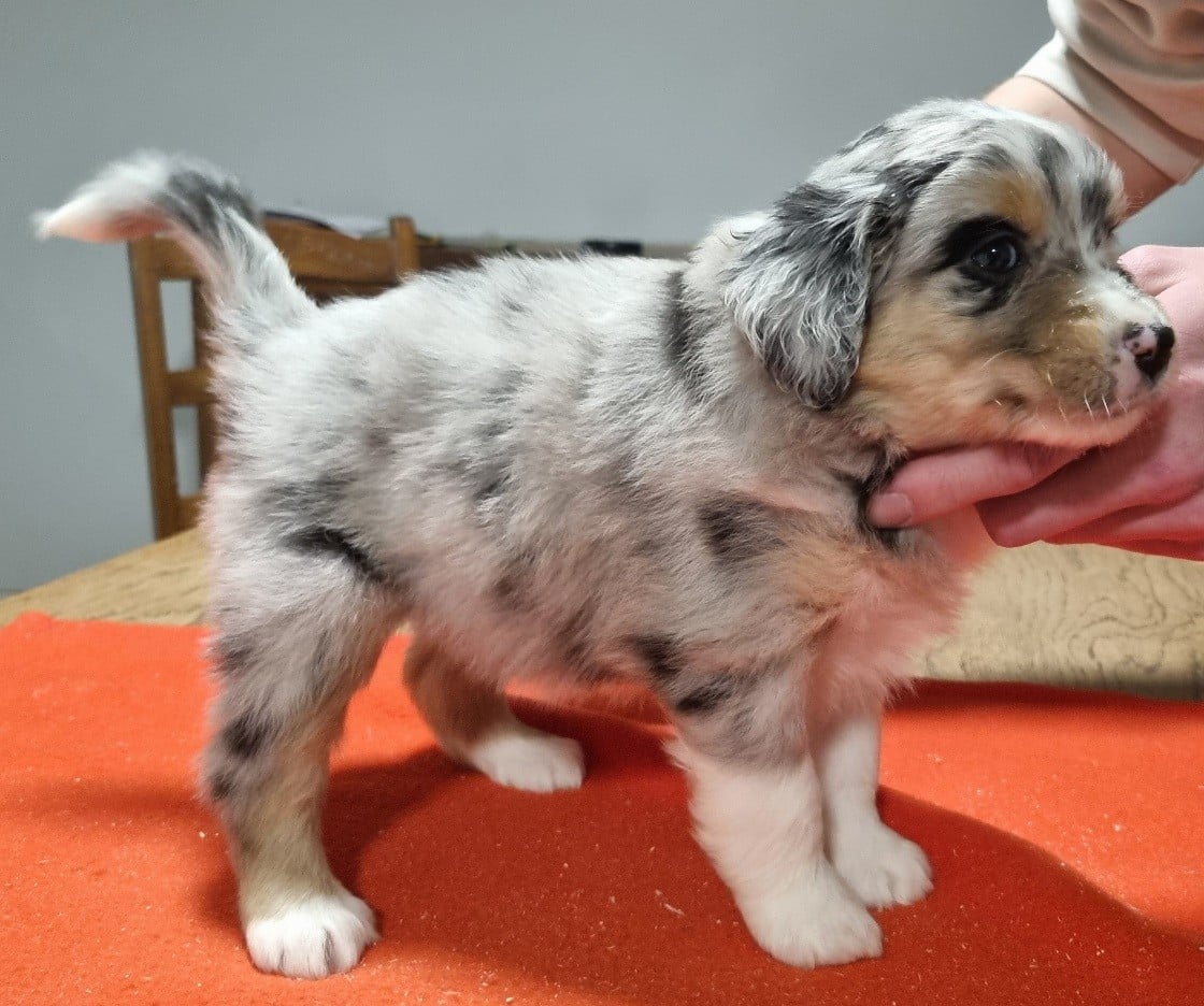 Berger Américain Miniature  - des hirondelles du voyage