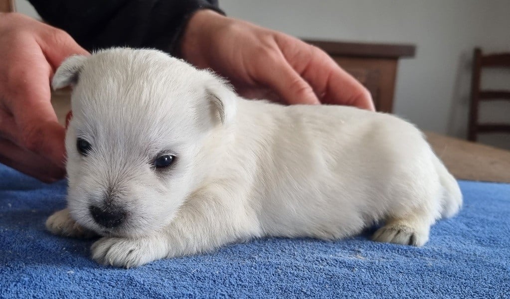 West Highland White Terrier - des hirondelles du voyage
